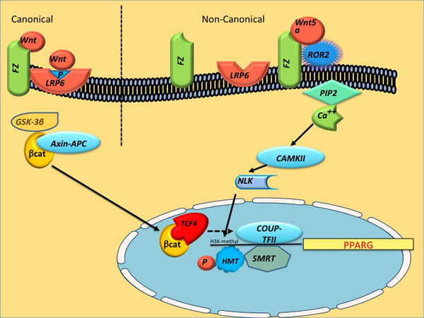 Schematic of canonical and noncanonical Wnt pathways leading to deacetylation of PPARgamma (PPARG) Noncanonical Wnt-5a activates NLK, which phosphorylates a HMT, resulting in inhibition of PPARG transcription through histone H3-K9 methylation.