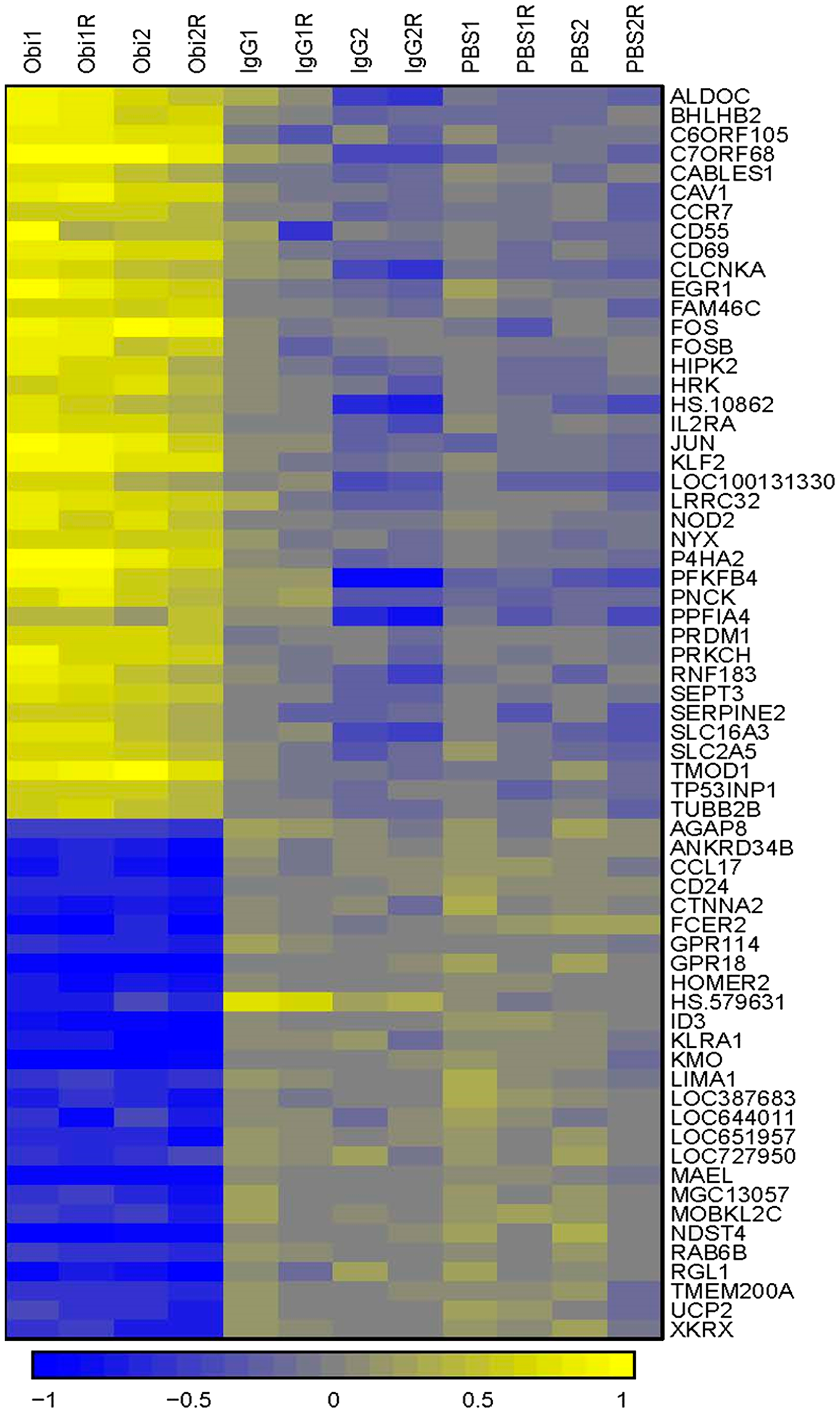 Hierarchical clustering comparing gene expression patterns between obinutuzumab and human IgG or PBS treated cells.