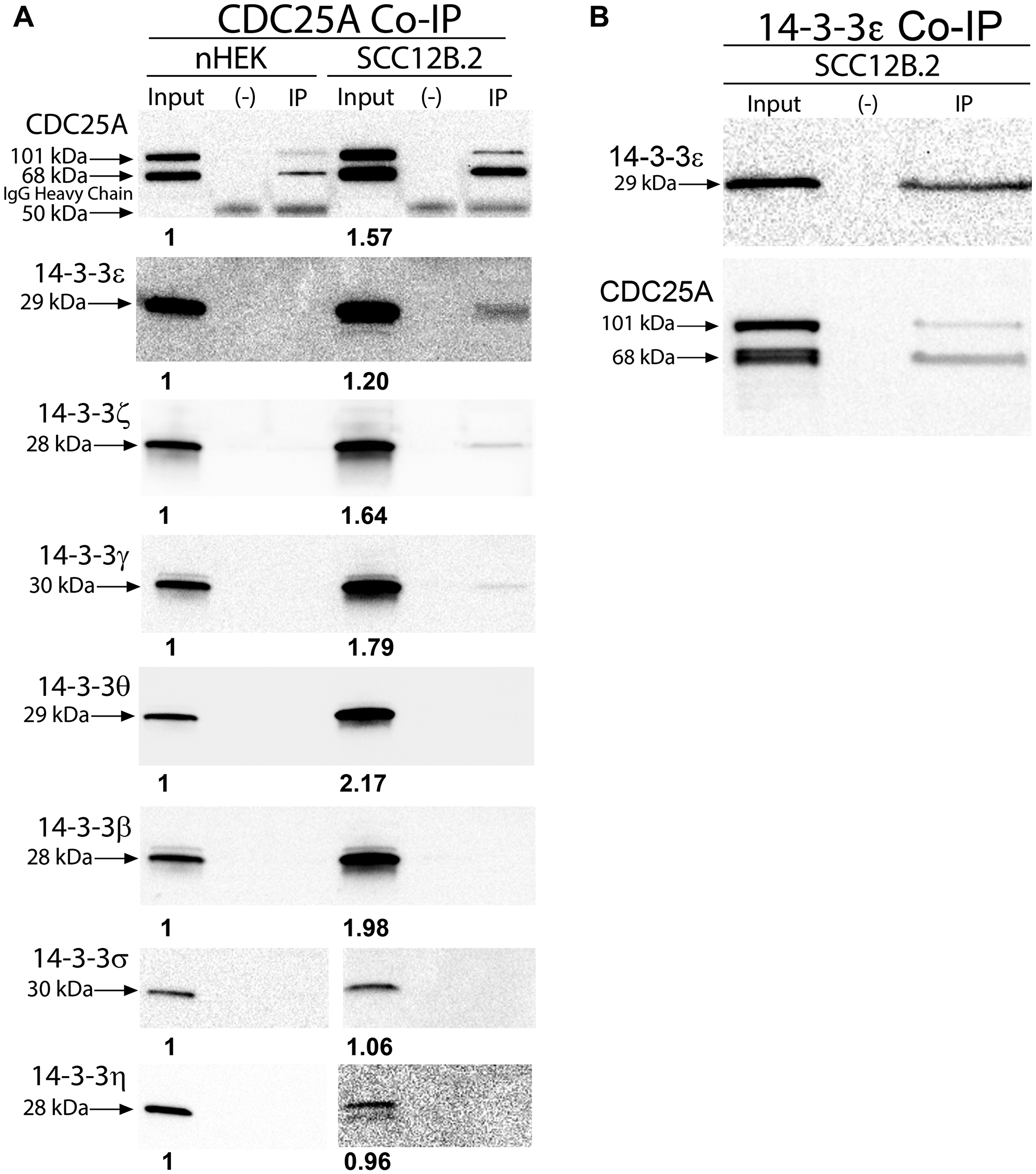 CDC25A associated with anti-apoptotic 14-3-3ε, γ and ζ in SCC cells.