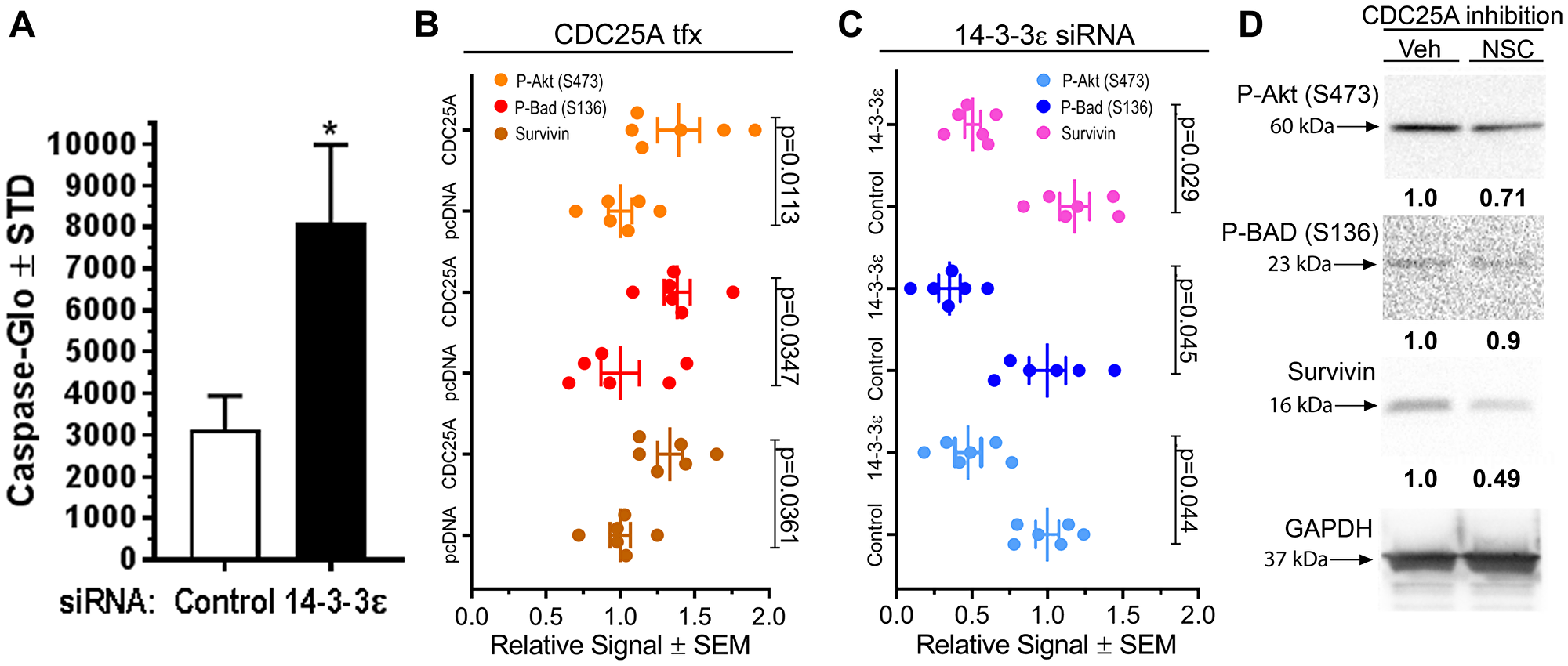 CDC25A and 14-3-3ε regulated pro-survival signals in SCC cells.