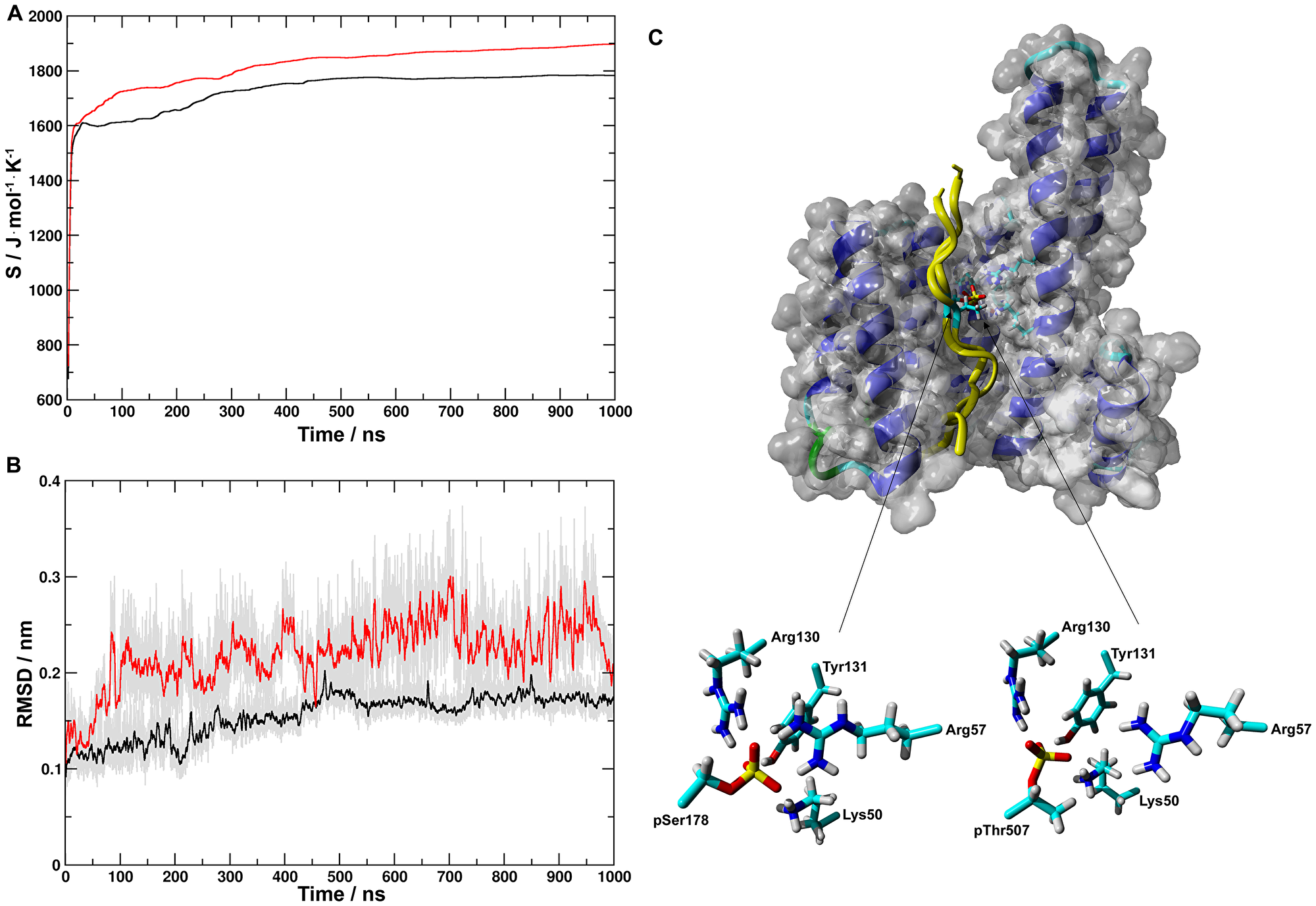 Molecular dynamics simulations of structures of pS- and pT-14-3-3ε complexes.