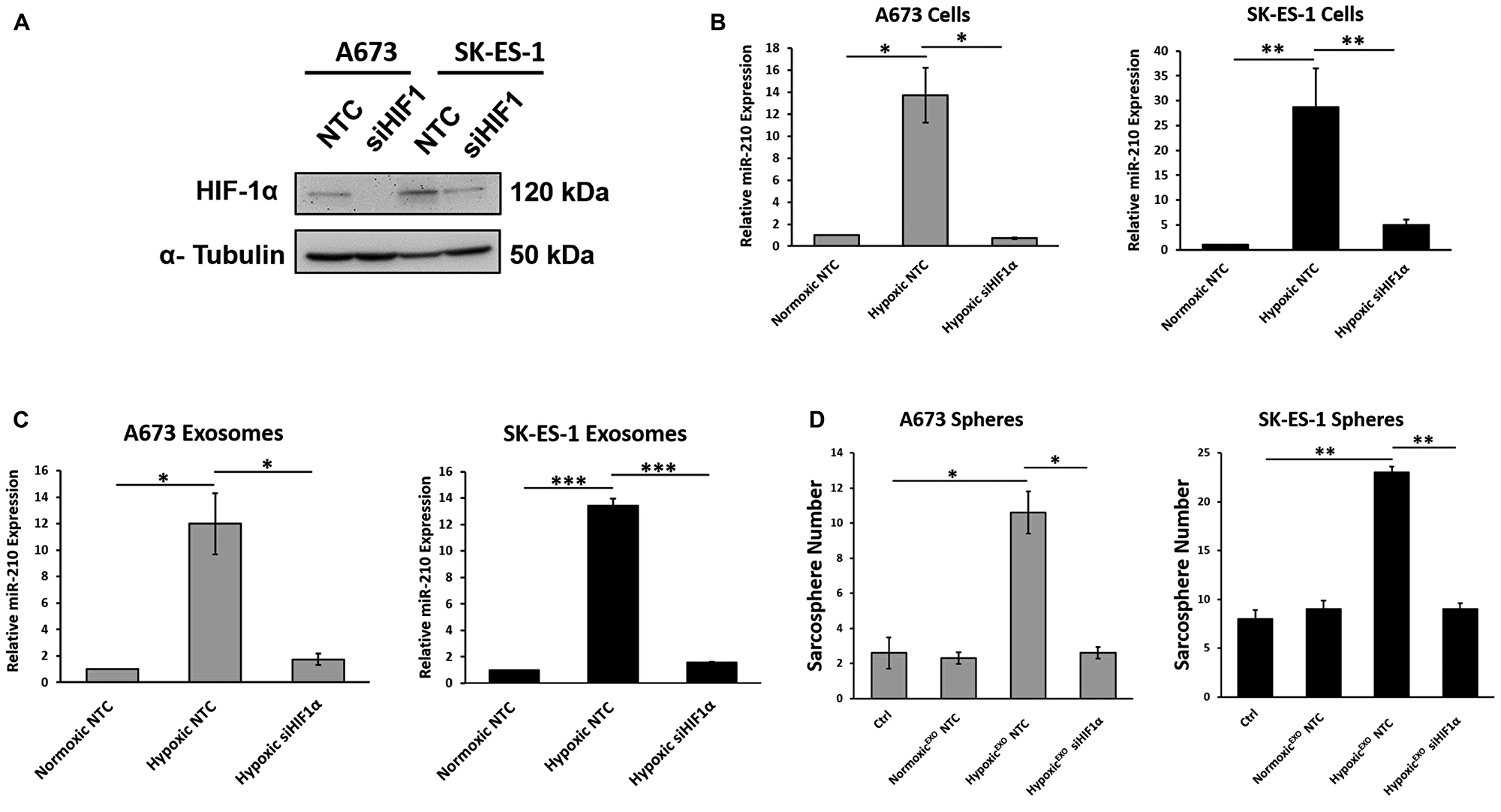 HIF-1α upregulates exosomal miR-210 and mediates HypoxicEXO-induced sphere formation.