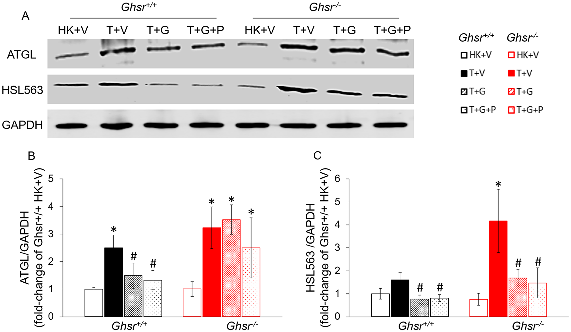 Effects of ghrelin on LLC-induced protein-level changes in lipases in iWAT.