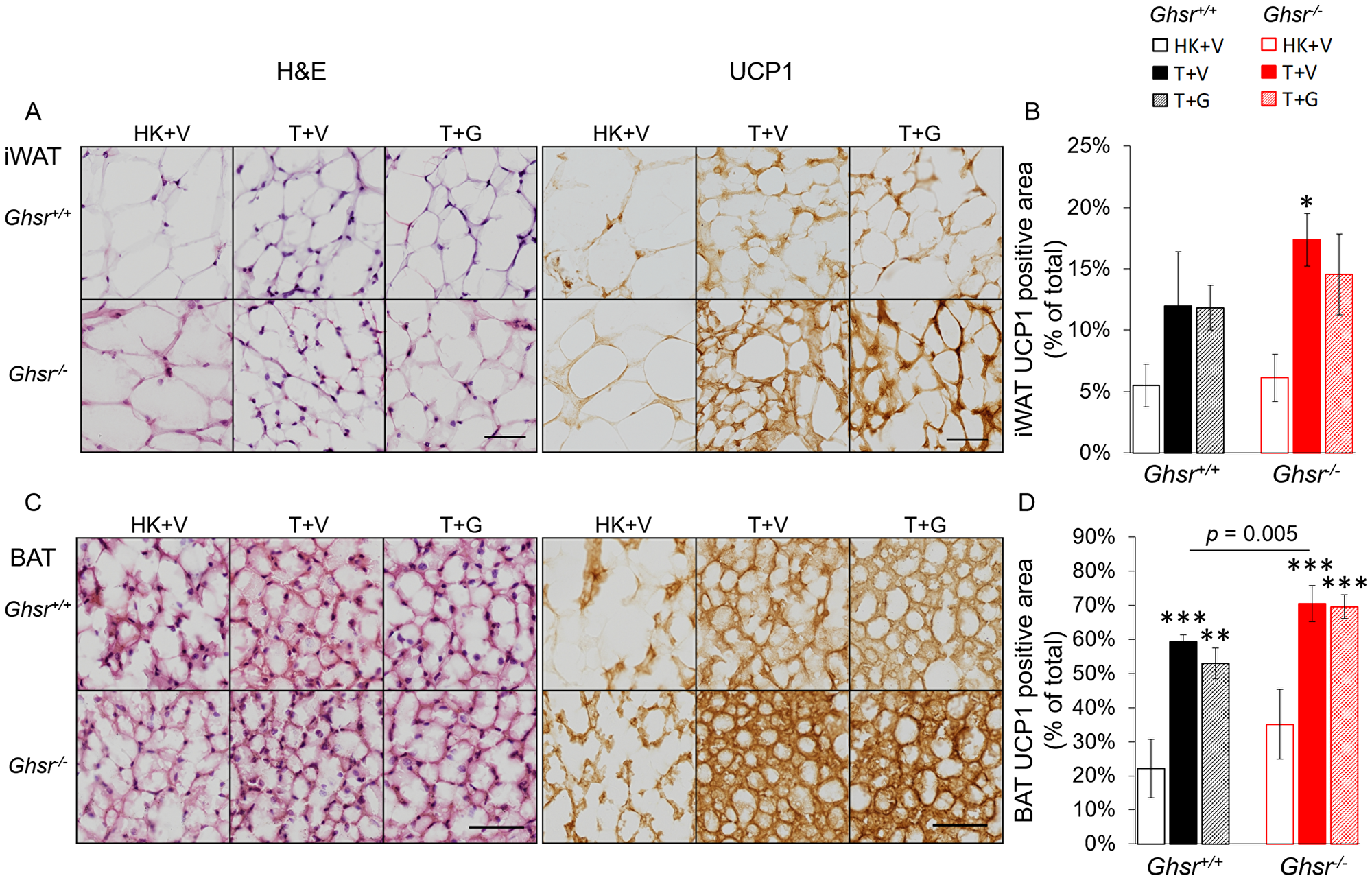 Expression of UCP-1 in iWAT and BAT.