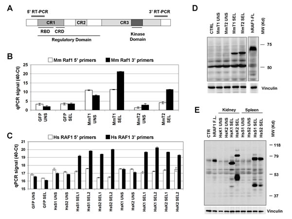 Validation of RAF1 cDNA enrichment.