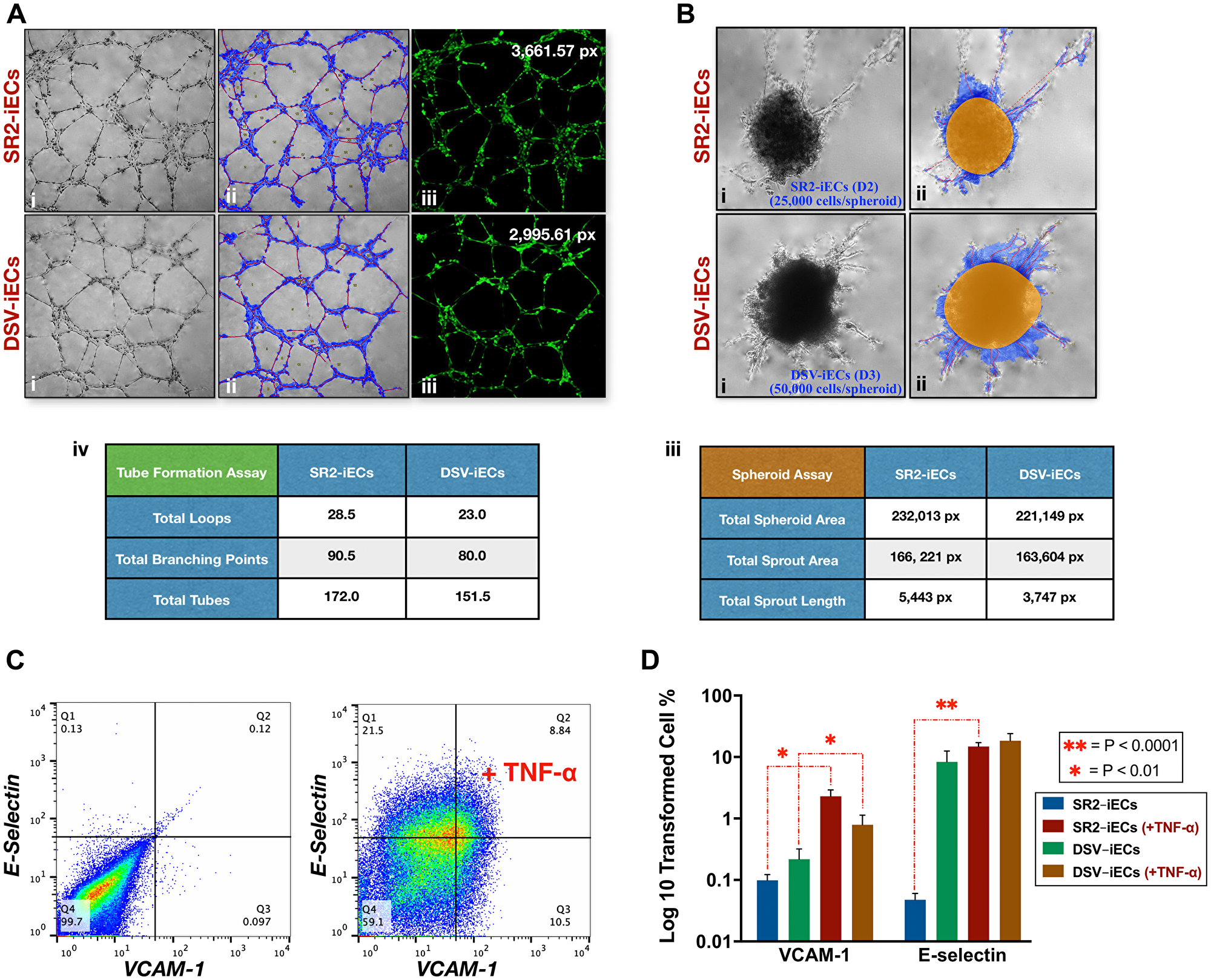 Tube formation, spheroid sprouting, and inflammatory response of disomic and trisomic iECs.