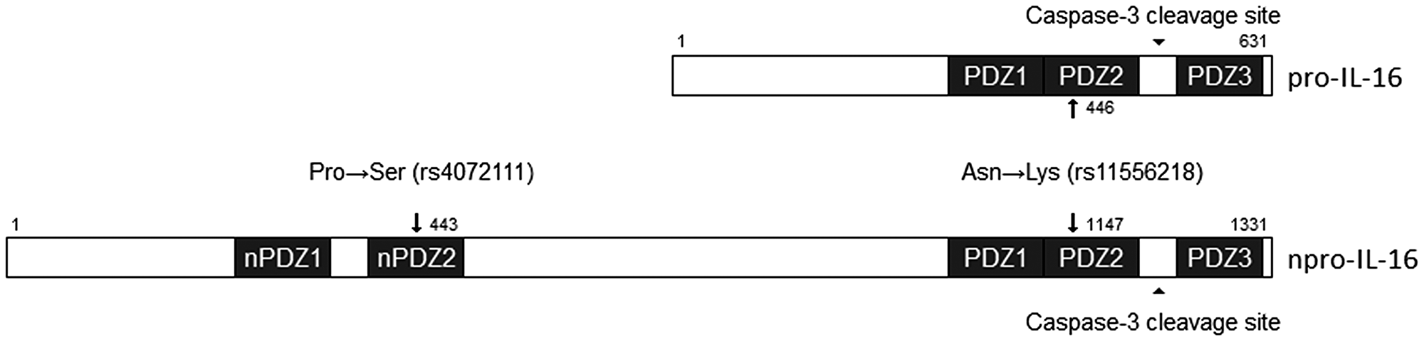 Schematic representation of two SNPs changes in PDZ domains of pro-IL-16 and npro-IL-16.