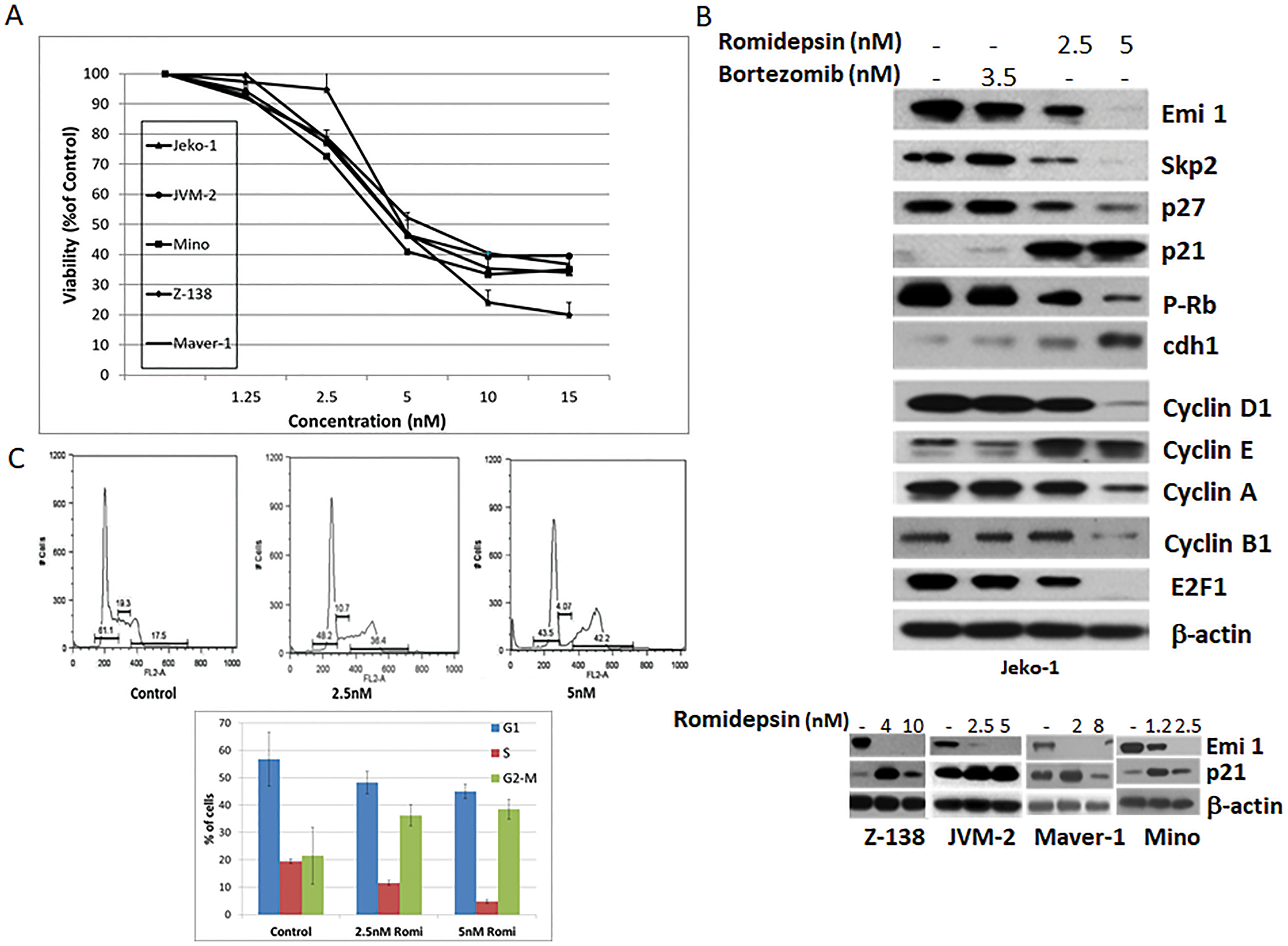 Romidepsin affects expression of proteins involved in cell cycle regulation in MCL.