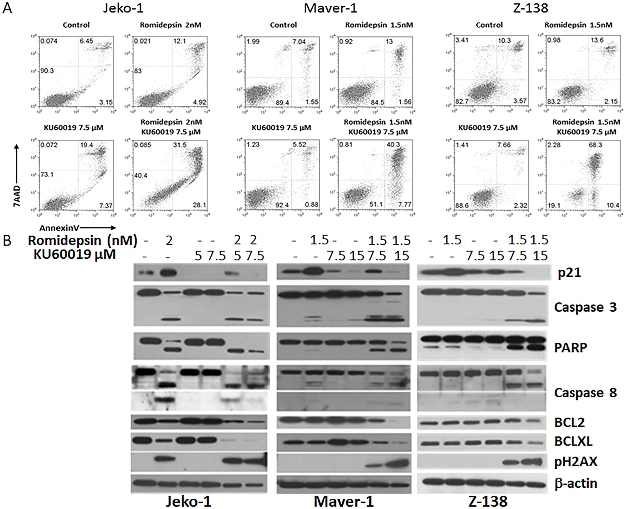 Romidepsin plus KU60019 enhances apoptosis in MCL.