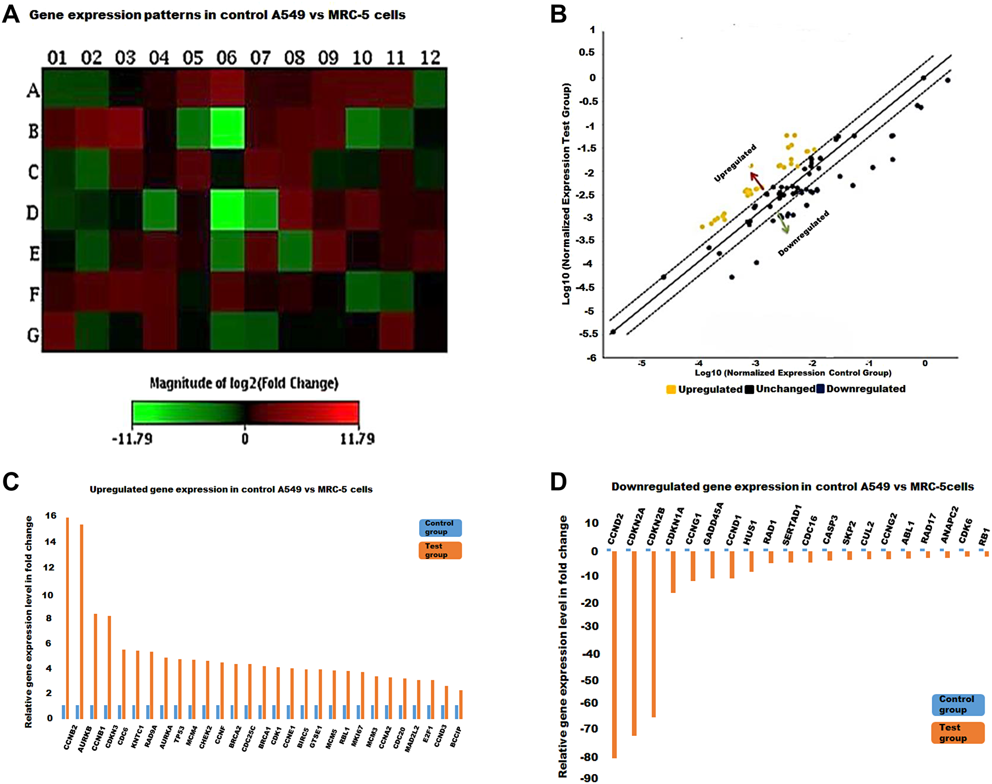 The cell cycle gene expression profile in control A549 vs MRC-5 cells.