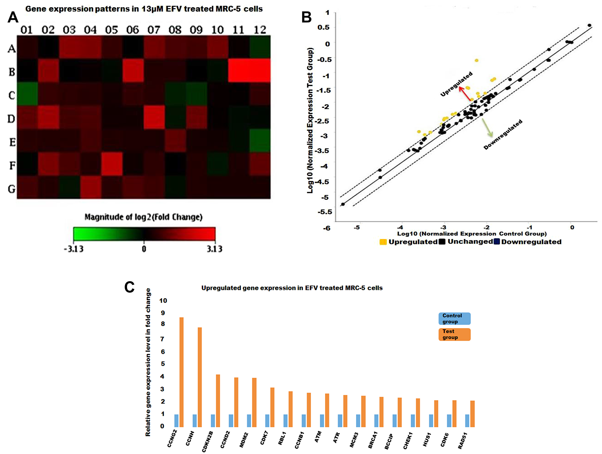 The cell cycle gene expression profile EFV treated MRC-5 cells.