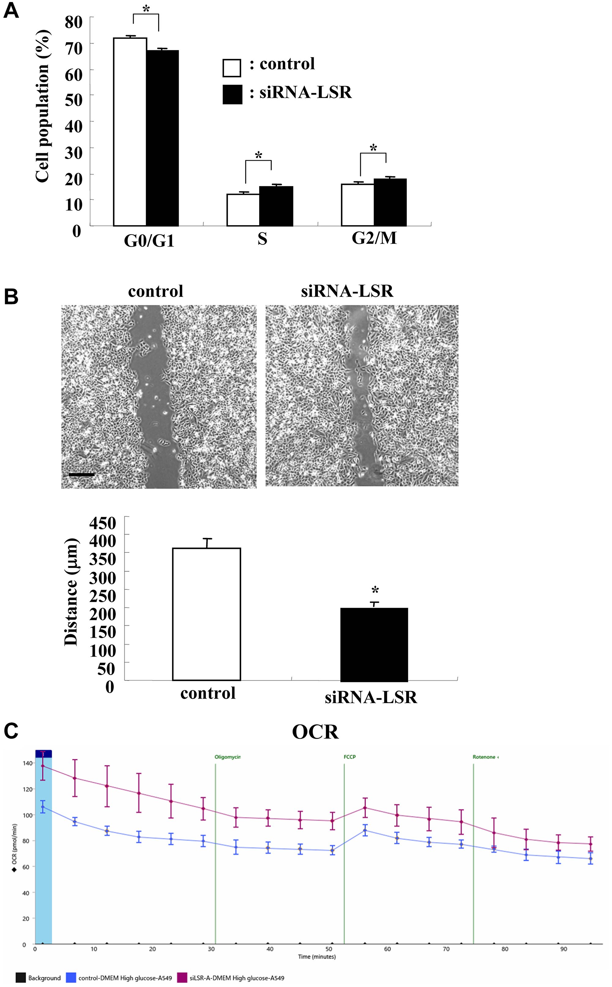 Knockdown of LSR induces cell proliferation, cell migration and OCR in A549 cells.