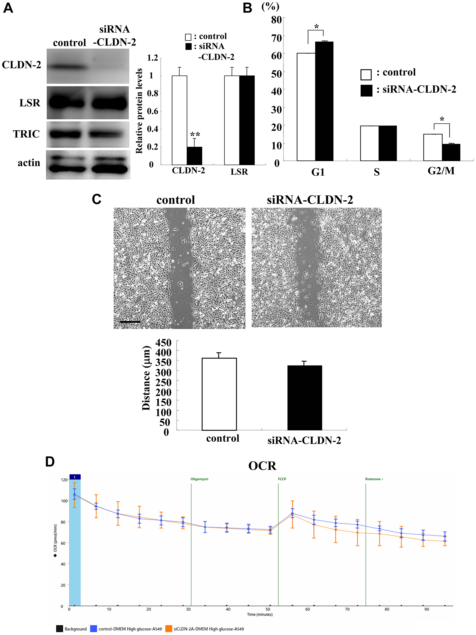 Knockdown of CLDN-2 prevents cell proliferation but not cell migration and OCR in A549 cells.