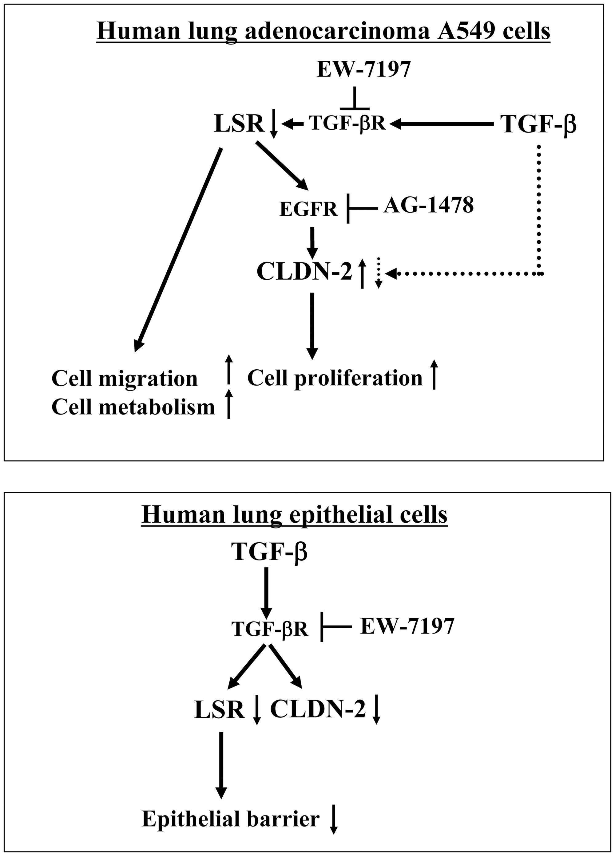 Role and behavior of LSR and CLDN-2 via signaling pathways in human adenocarcinoma A549 cells and normal lung epithelial cells.