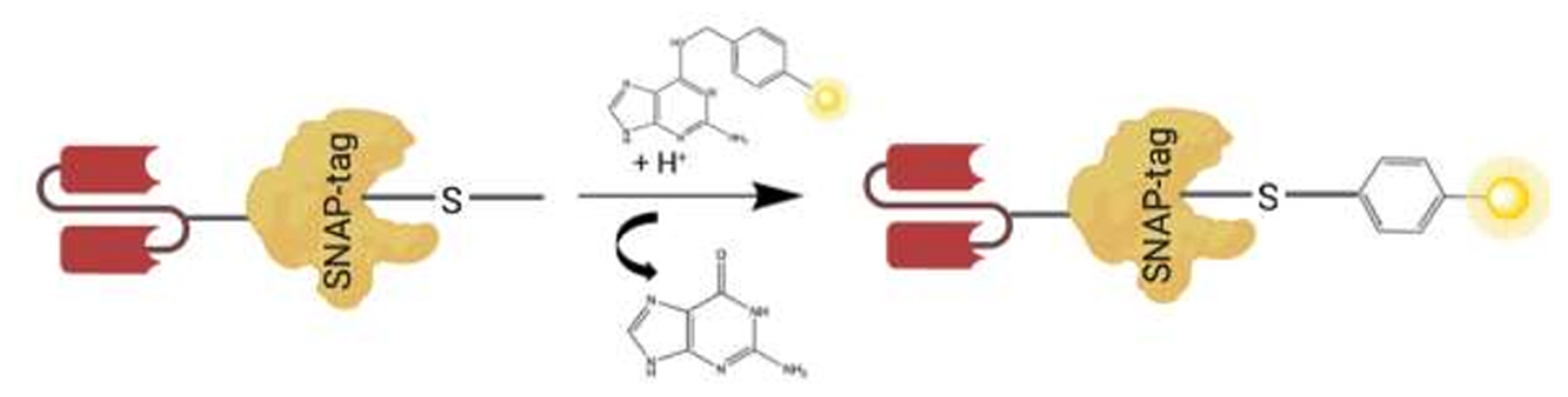 A schematic illustrating scFv-SNAP fusion protein conjugated to a BG modified substrate.