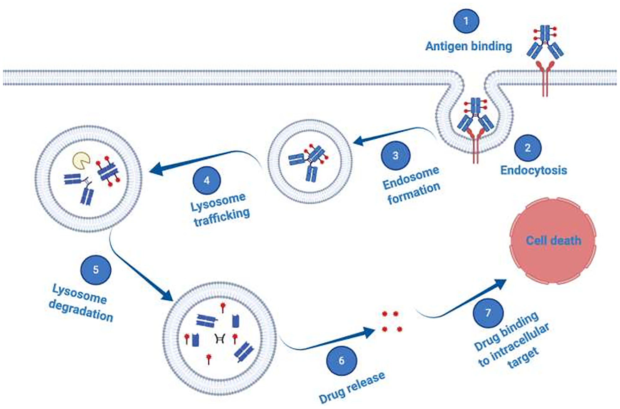 Schematic illustration of antibody–drug conjugate (ADC) mechanism of action.