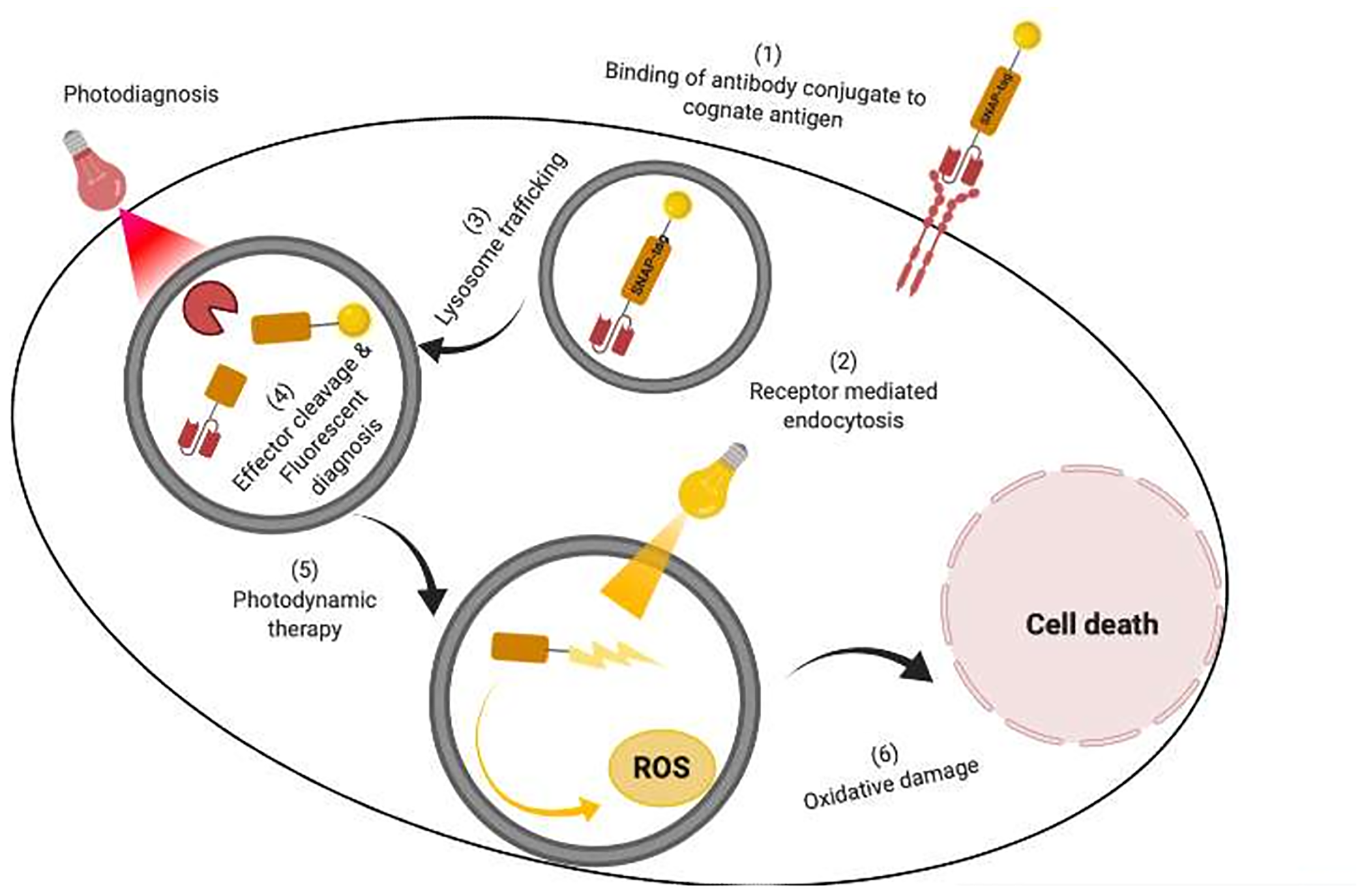 An illustration of targeted delivery of photoimmunotheranostic agent to specifically detect and kill cancer cells.
