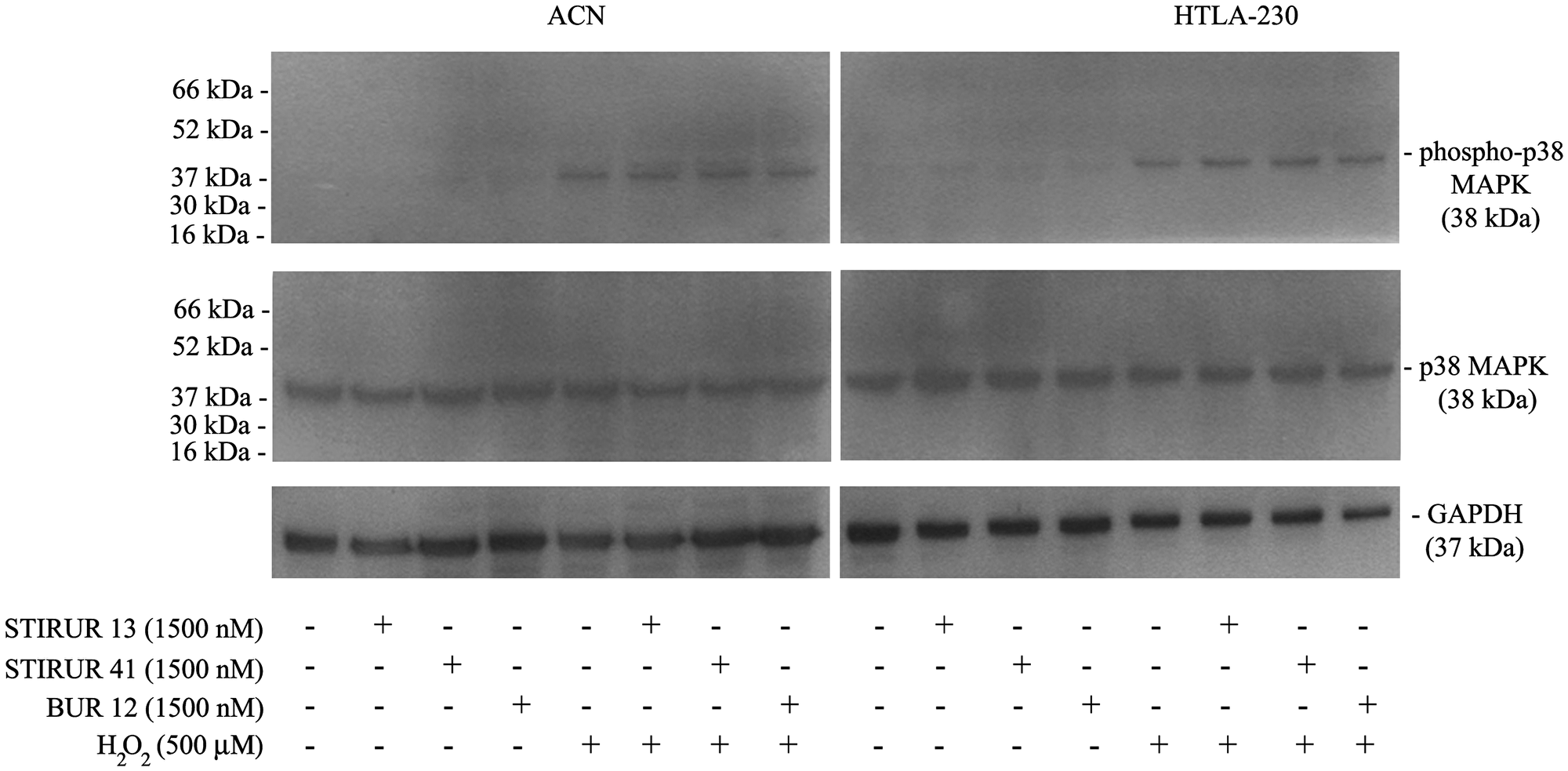 Effects of STIRUR 13, STIRUR 41 and BUR 12 on p38MAPK activation in ACN and HTLA-230 cells.
