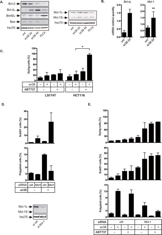Overexpression of Bcl-xL and Mcl-1 in response to sn38.