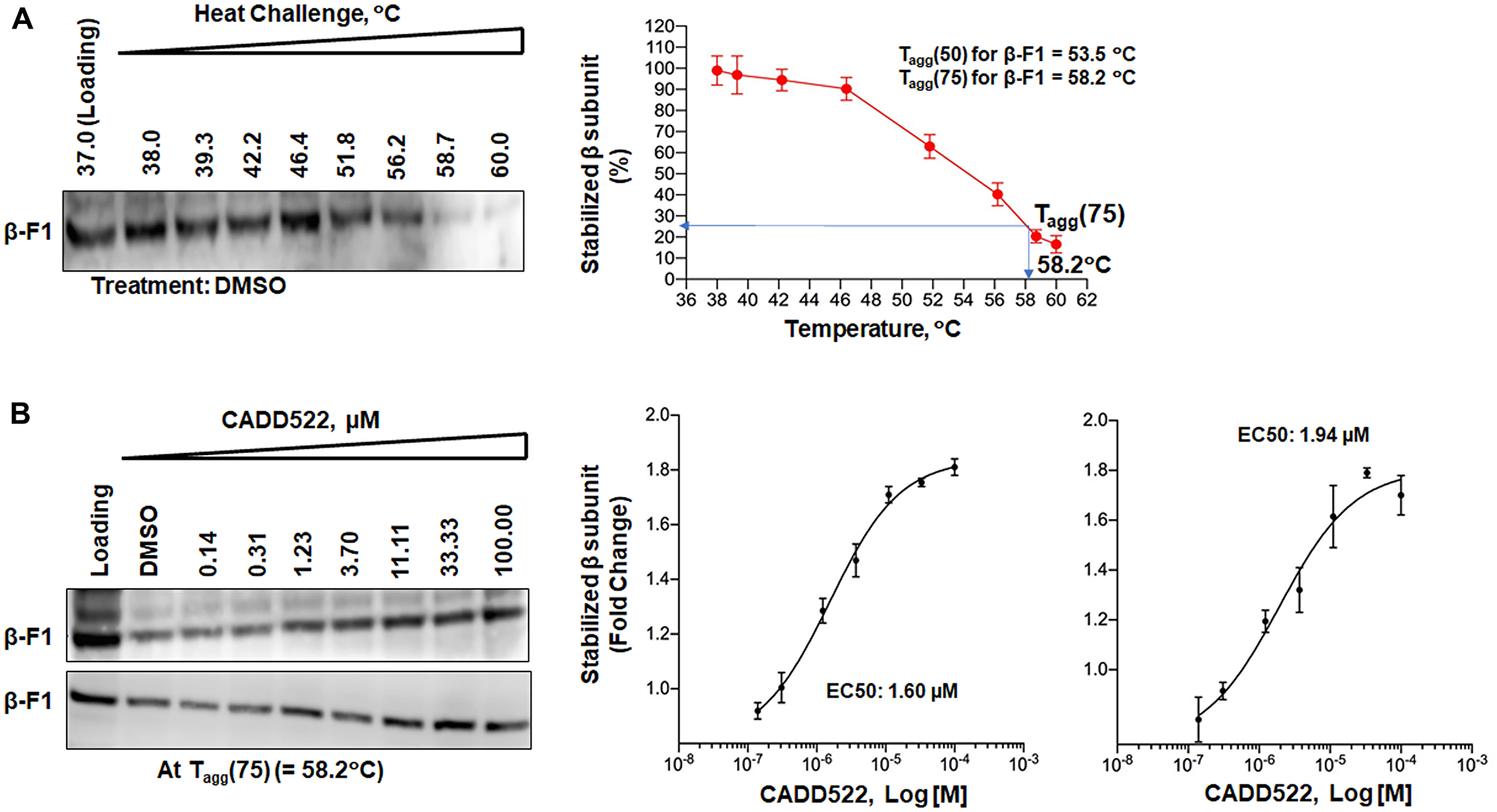 Engagement of CADD522 with the mitochondrial F1-ATP synthase, β subunit.