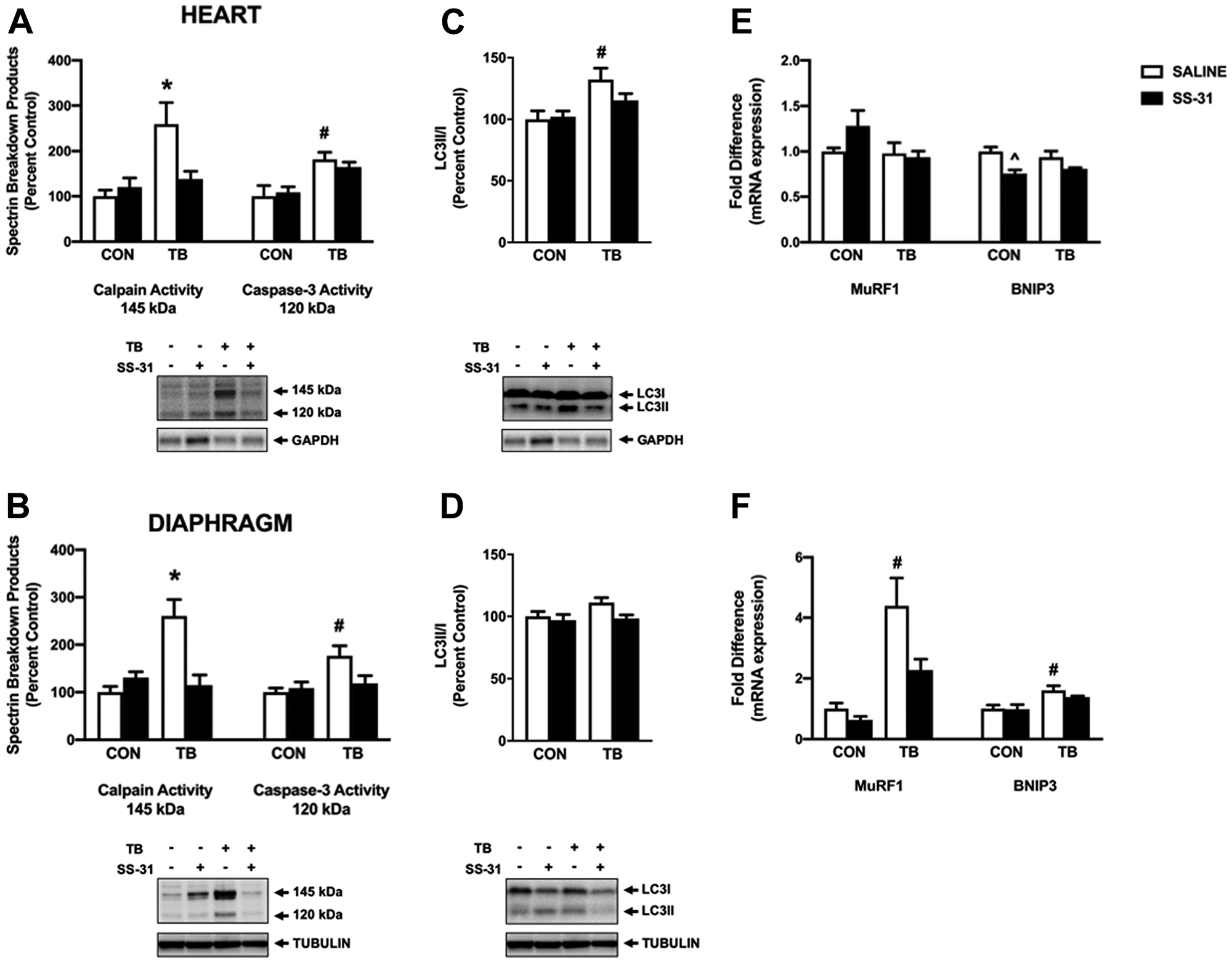 Markers of proteolytic activity.