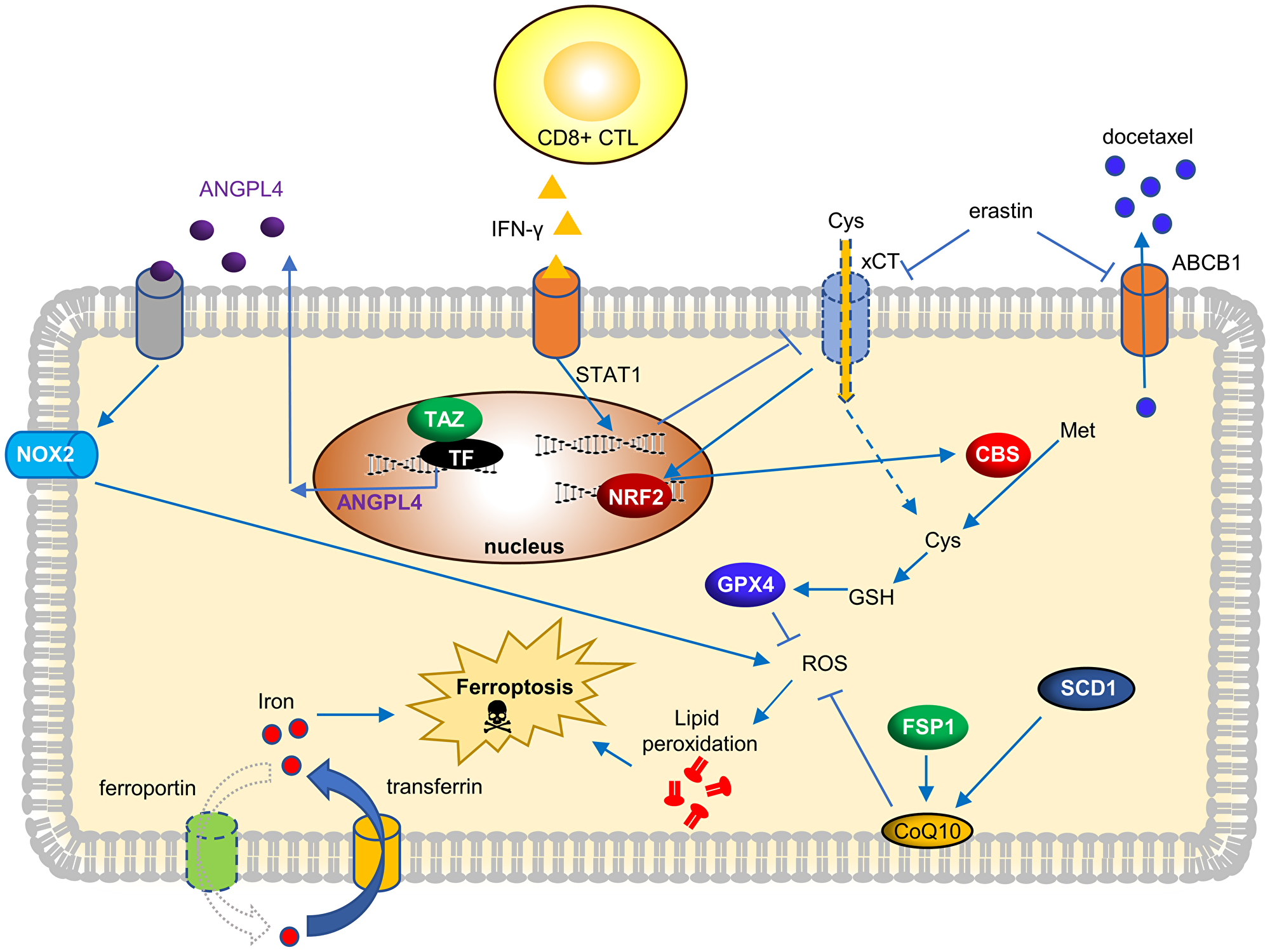 Current genetic determinants and its molecular mechanisms to trigger ferroptosis in OVCA.