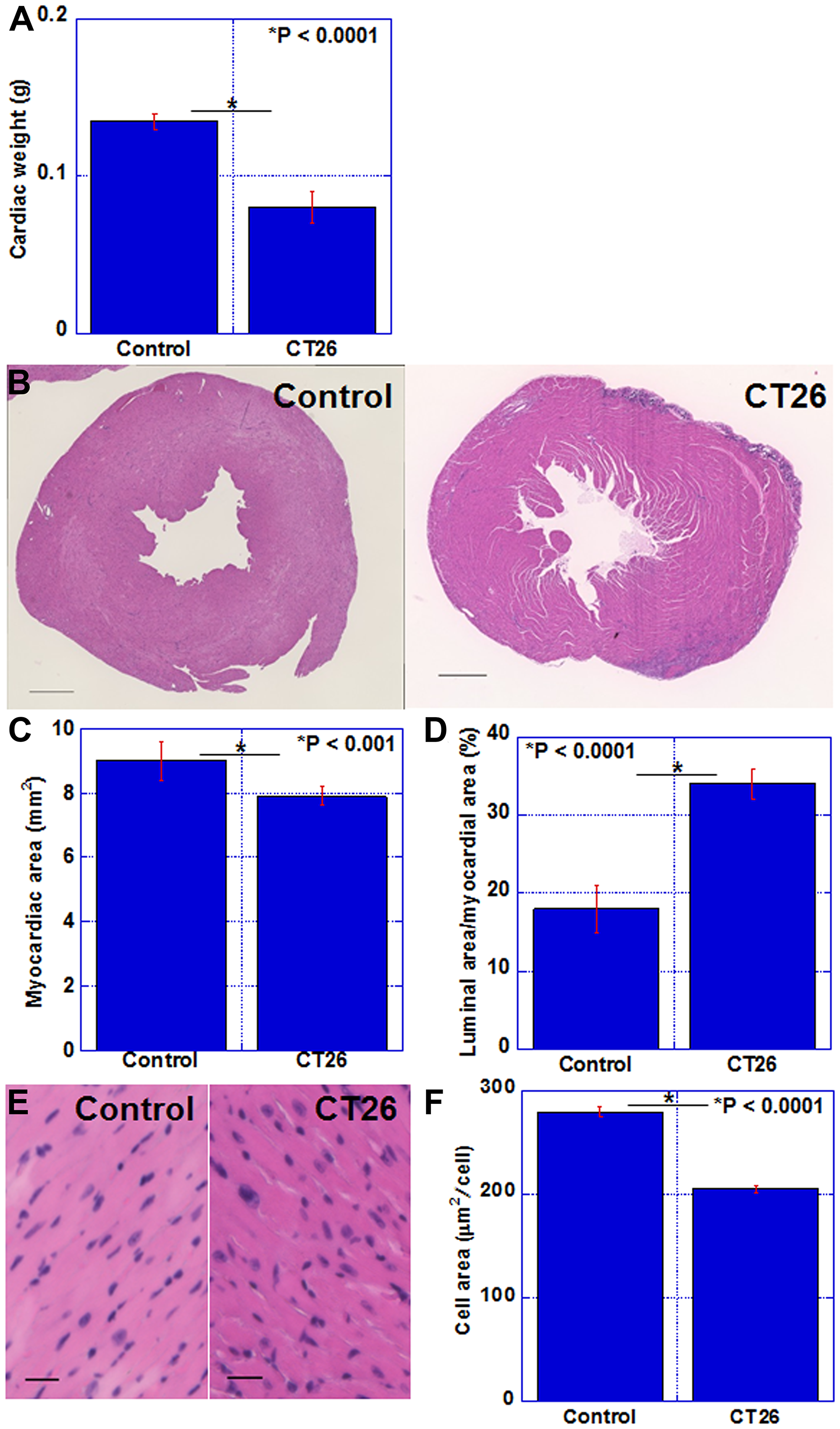 Alterations in the myocardium of CT26-inoculated BALB/c mice.