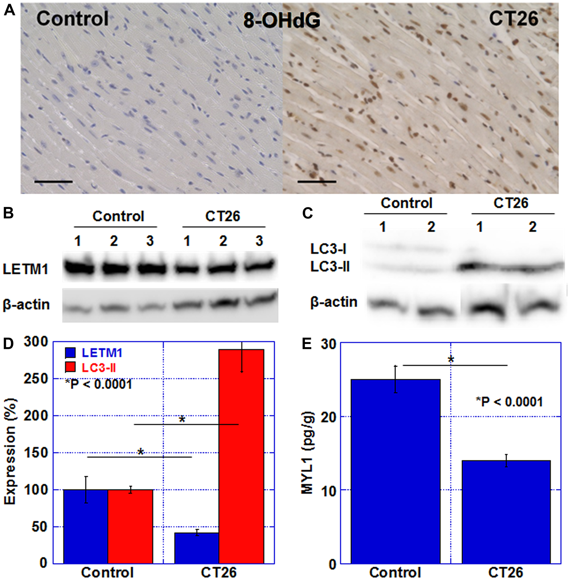 Oxidative stress, mitochondria, and autophagy in the myocardium of CT26-inoculated BALB/c mice.