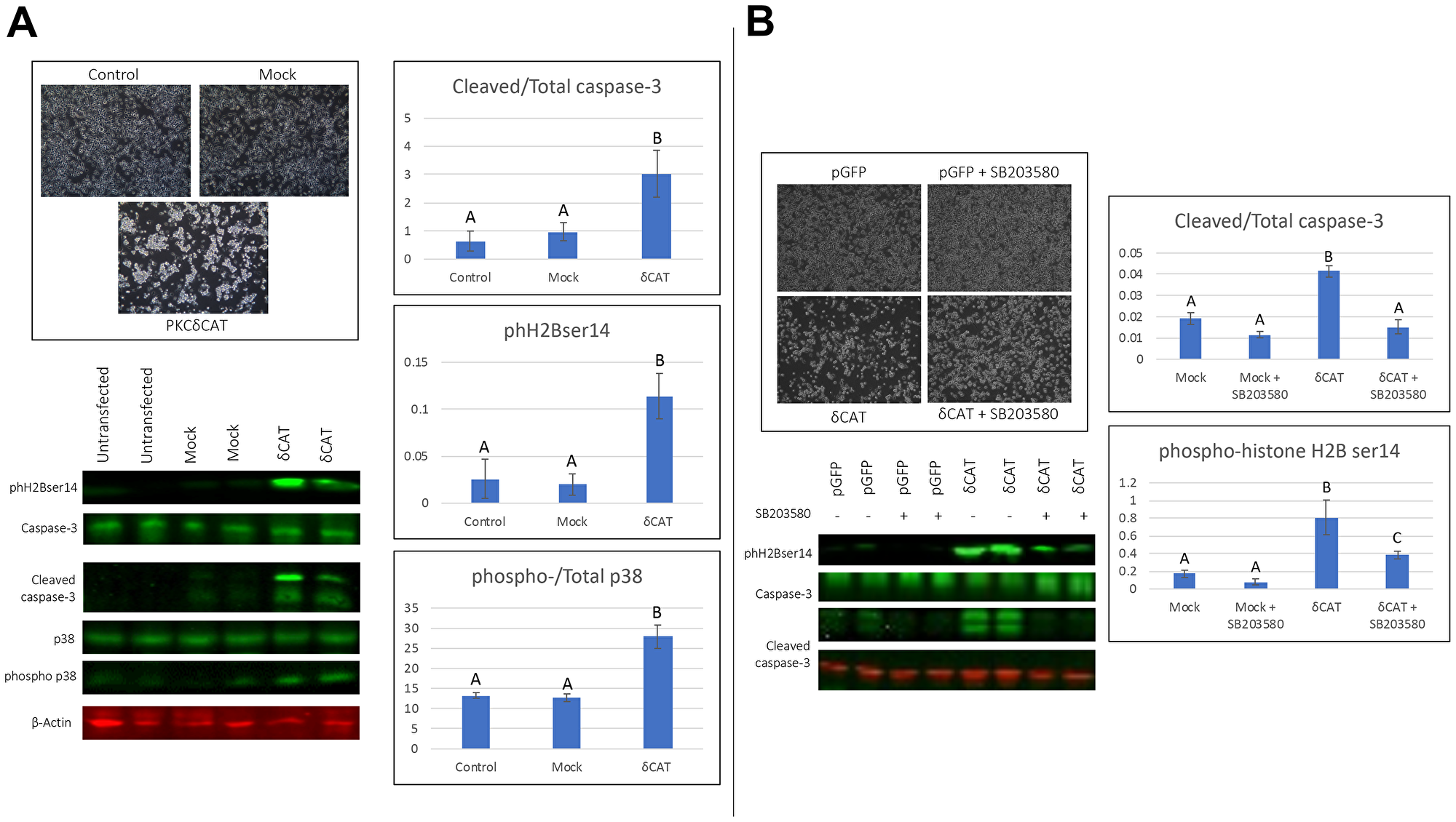 Expression of the catalytically active fragment of PKCδ to human ovarian cancer cells.