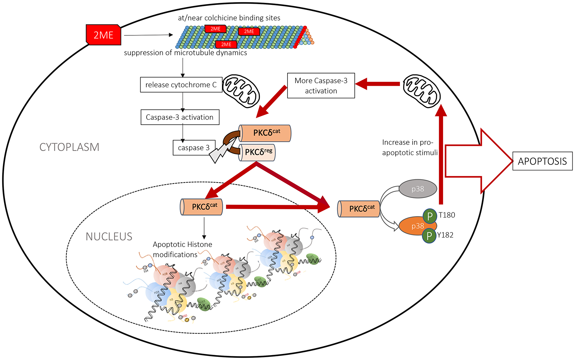 Schematic diagram of the molecular action of 2MeOE2.