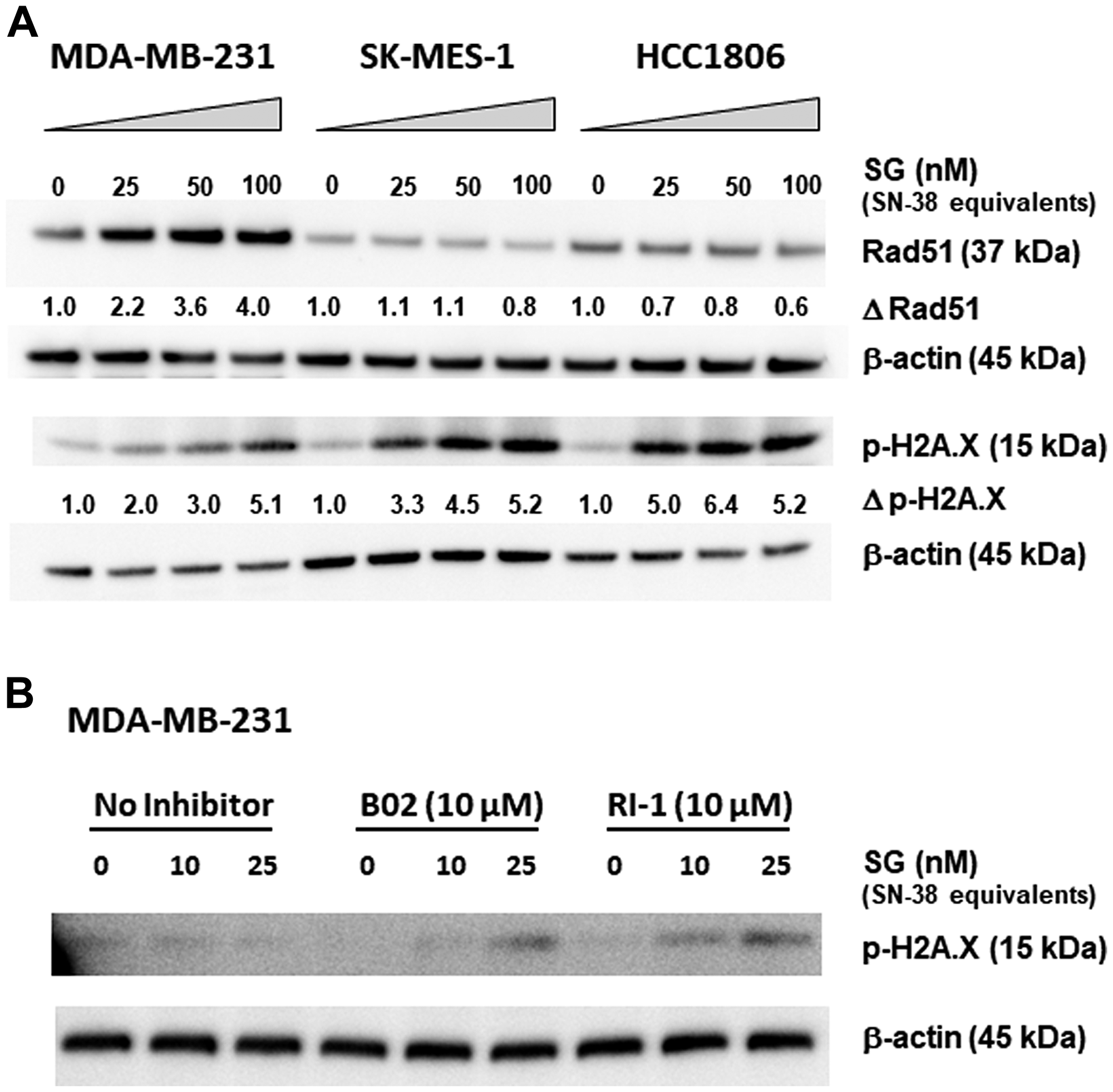 Changes in Rad51 expression and function correlate with SG-mediated resistance in MDA-MB-231.