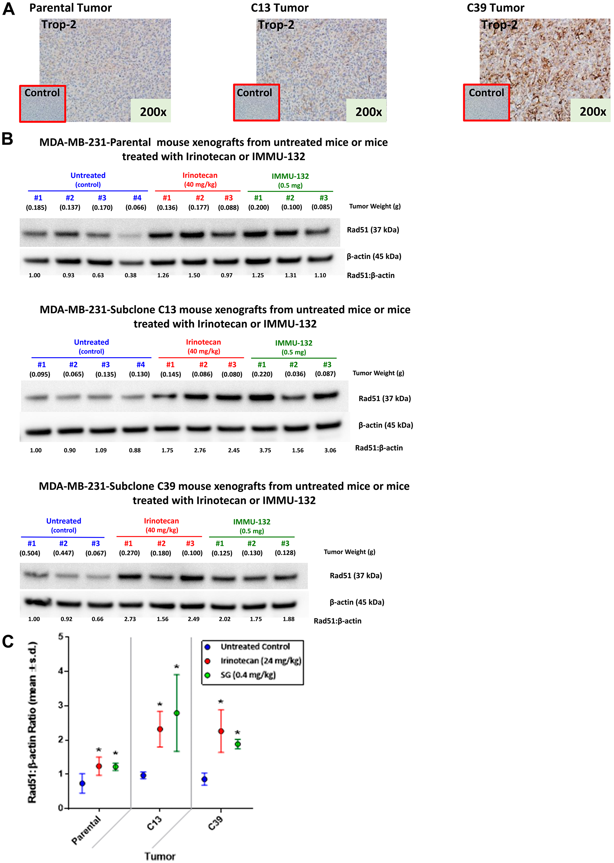 Expression of Trop-2 and changes in Rad51 expression mediated by irinotecan and SG in tumor xenografts of parental MDA-MB-231 and clones 13 and 39.