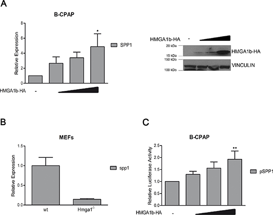 HMGA1b induces the expression of the SPP1 gene.