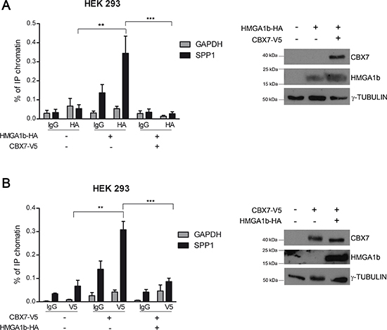 CBX7 and HMGA1b bind the SPP1 promoter in vivo.