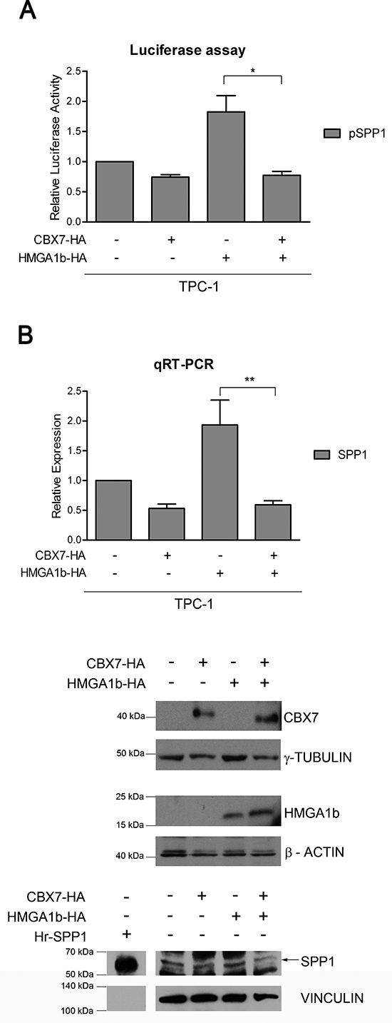 CBX7 counteracts the transcriptional effect of HMGA1b on the SPP1 gene.