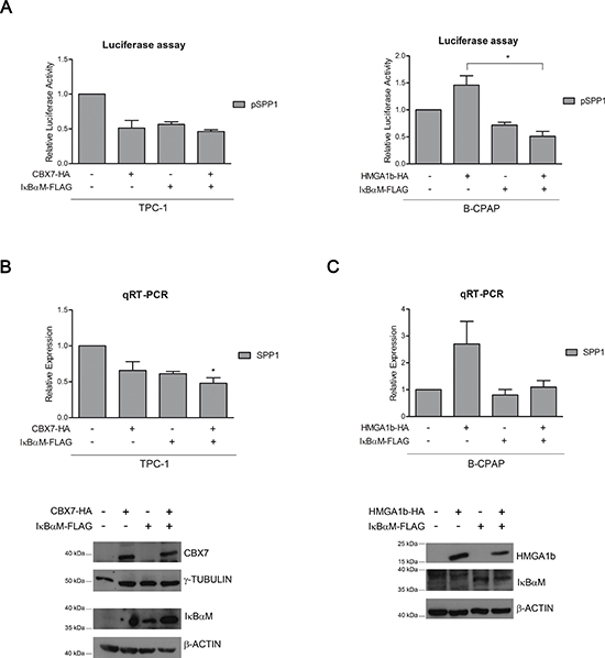 CBX7, HMGA1b and NF-&#x03BA;B are involved in the regulation of the SPP1 gene expression.