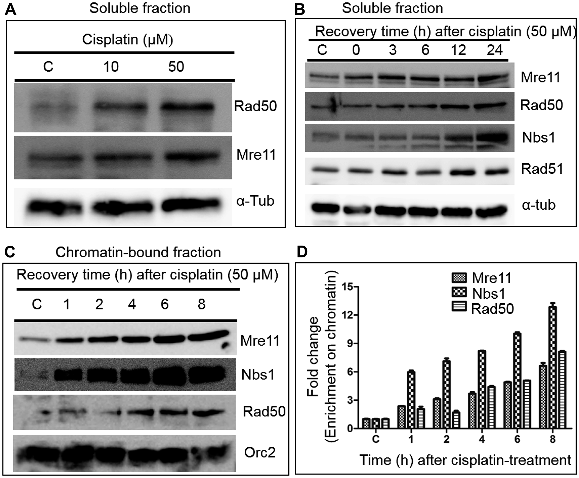 Cisplatin treatment significantly increases the levels of MRN complex subunits in HeLa cells.