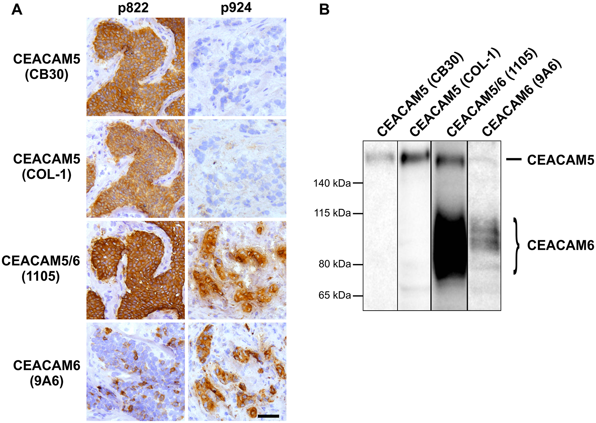 Antibodies CB30 and COL-1 specifically target CEACAM5-positive cells.