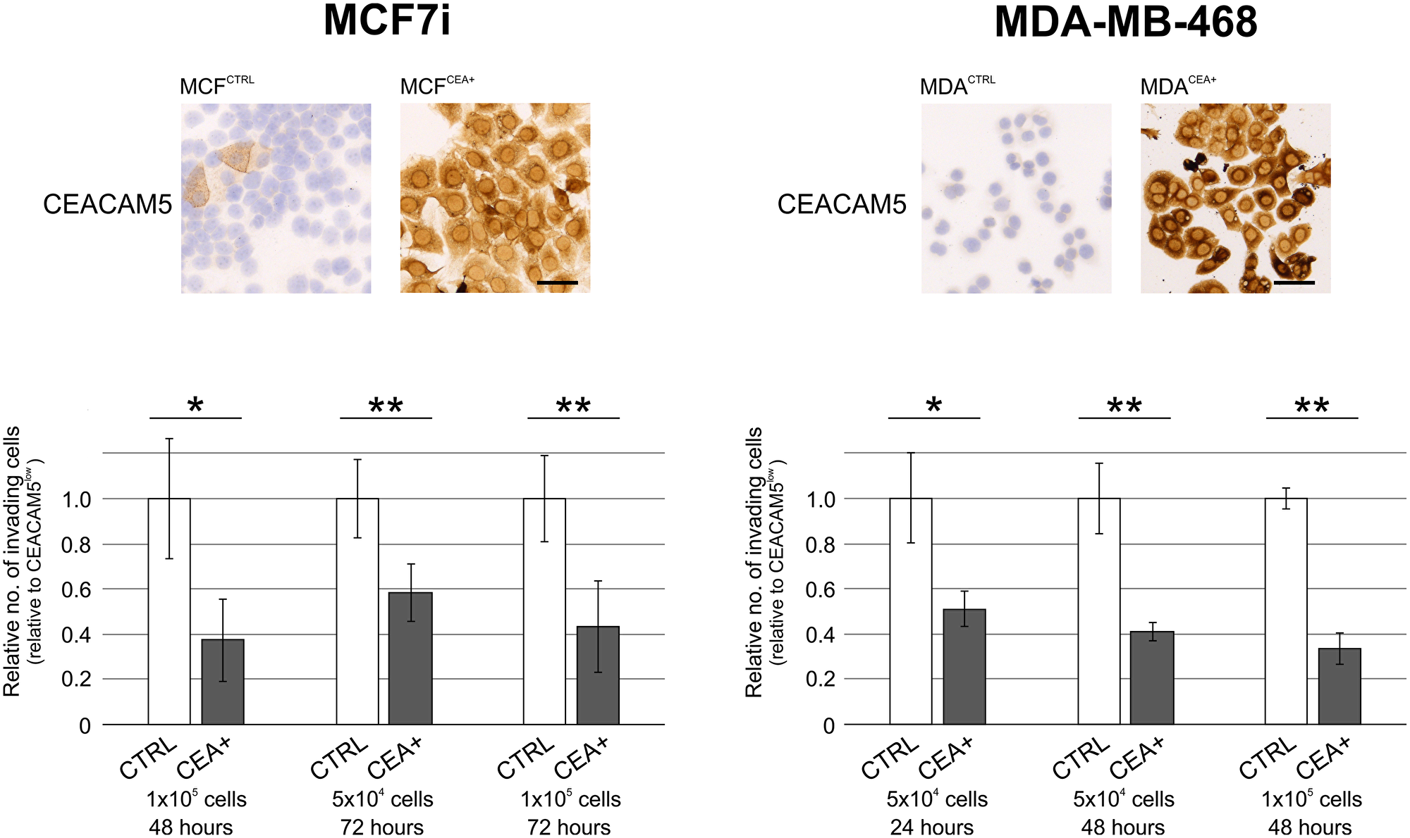 CEACAM5-positive breast cancer cells are less invasive in culture.