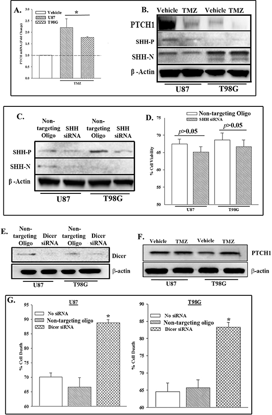 PTCH1 repression in TMZ-treated GBM cells involved miRNA.