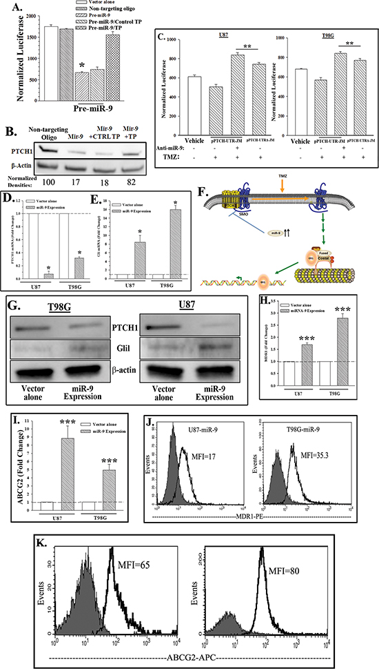 MiR-9 targets PTCH1 and activates SHH signaling and drug transporters.