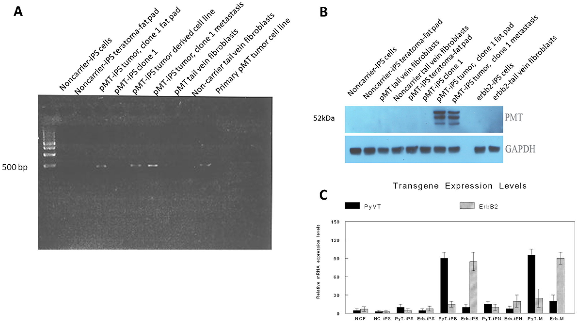 Expression of oncogenic transgenes.