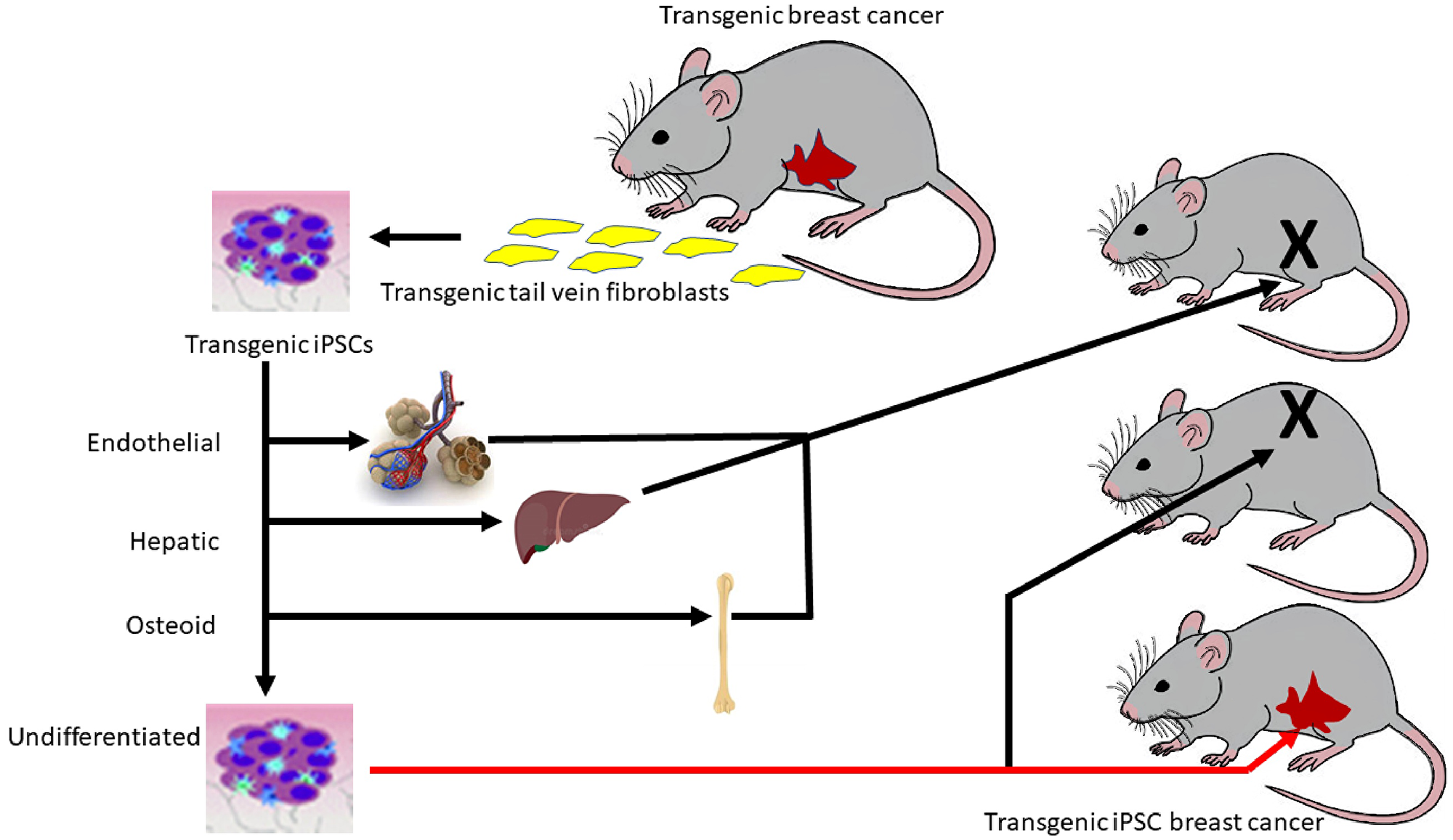 Regulation of oncogenesis by a critical window of differentiation.