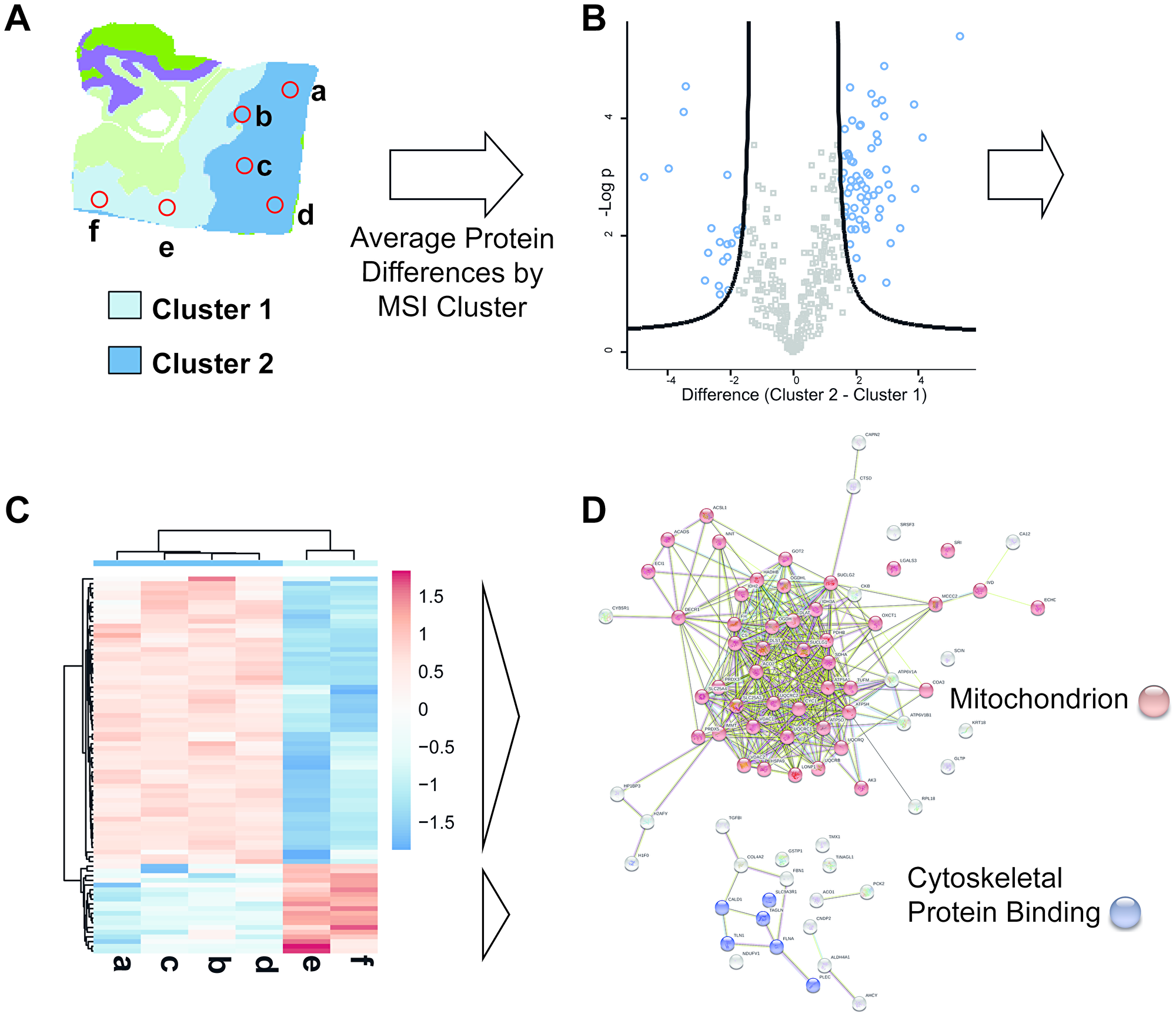 Combined use of MS imaging and rapid LC-MSMS microproteomics provides histo-molecular details of tumor heterogeneity.