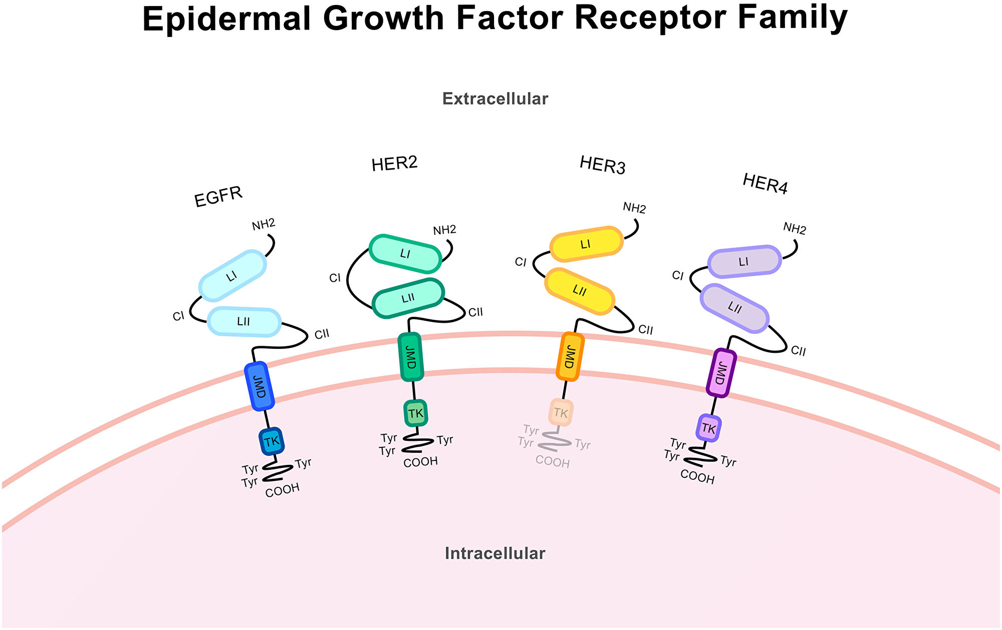 Protein structure of the epidermal growth factor receptor family.