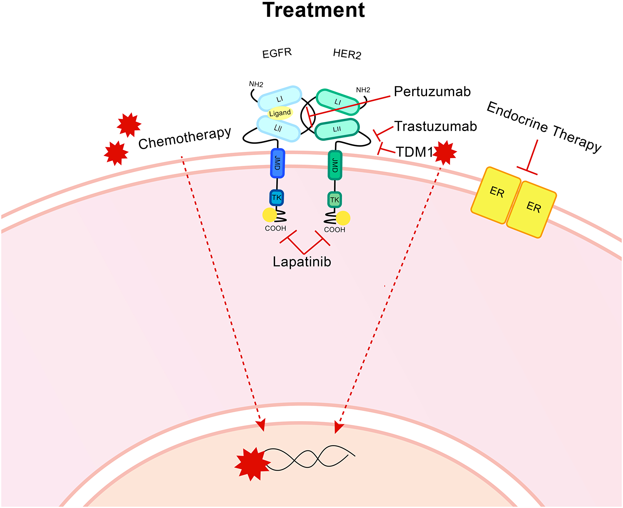 Treatment for HER2+ breast cancer.