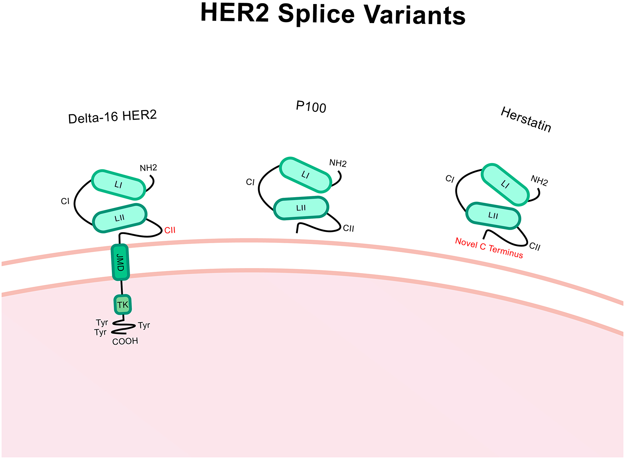 Structure of Δ16-HER2, P100 and herstatin splice variants.