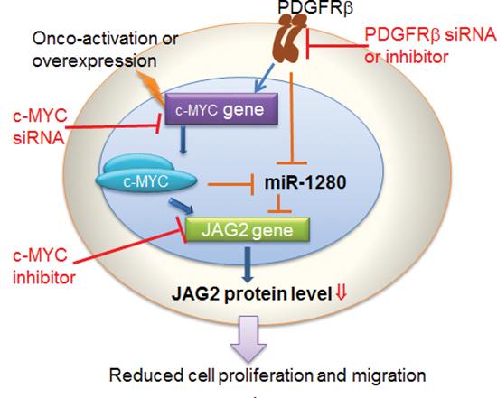 Schematic representation of pathways promoting MB progression by PDGFR&#x03B2; and c-MYC, and the axis connecting PDGFR&#x03B2; to JAG2, through c-MYC and miR-1280.