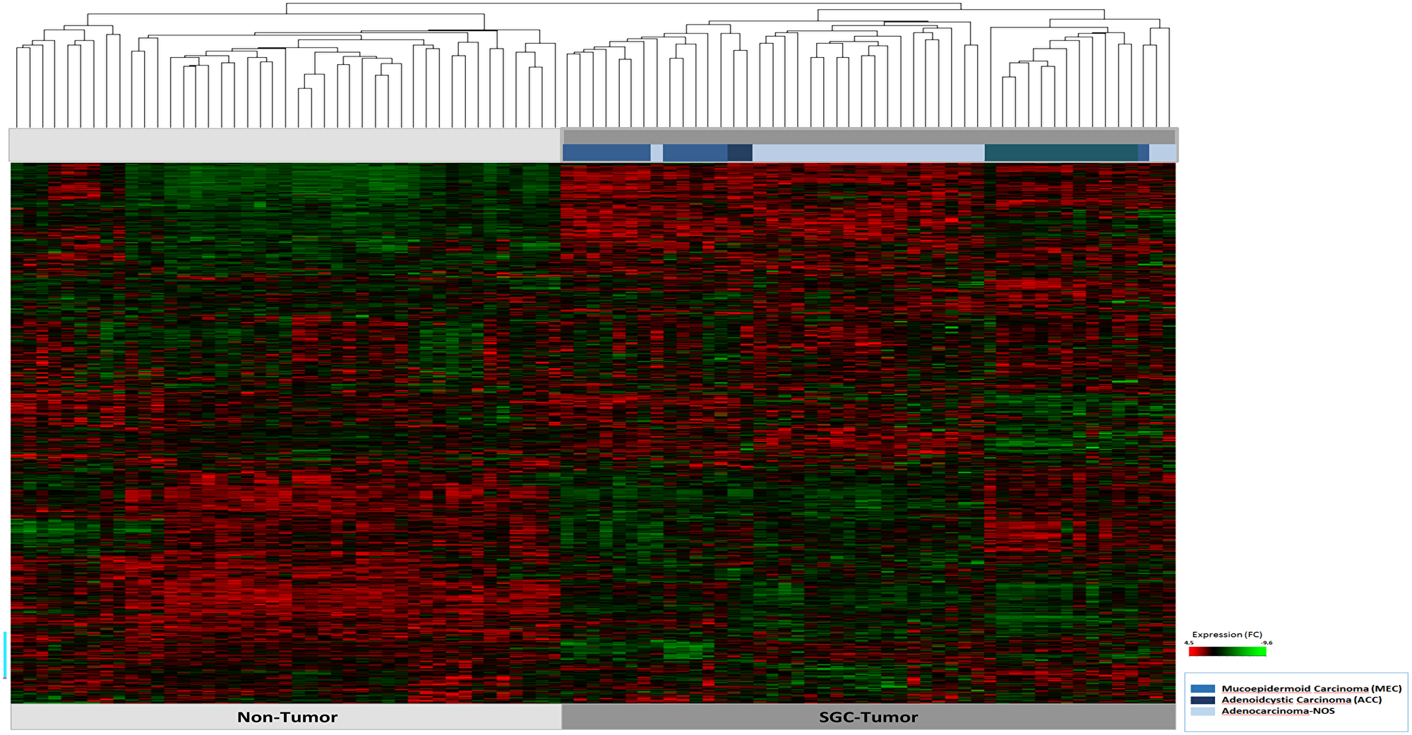 Hierarchical cluster analysis of all 47 patient samples of tumor tissue (n = 47) and corresponding non-tumor tissue (n = 47).