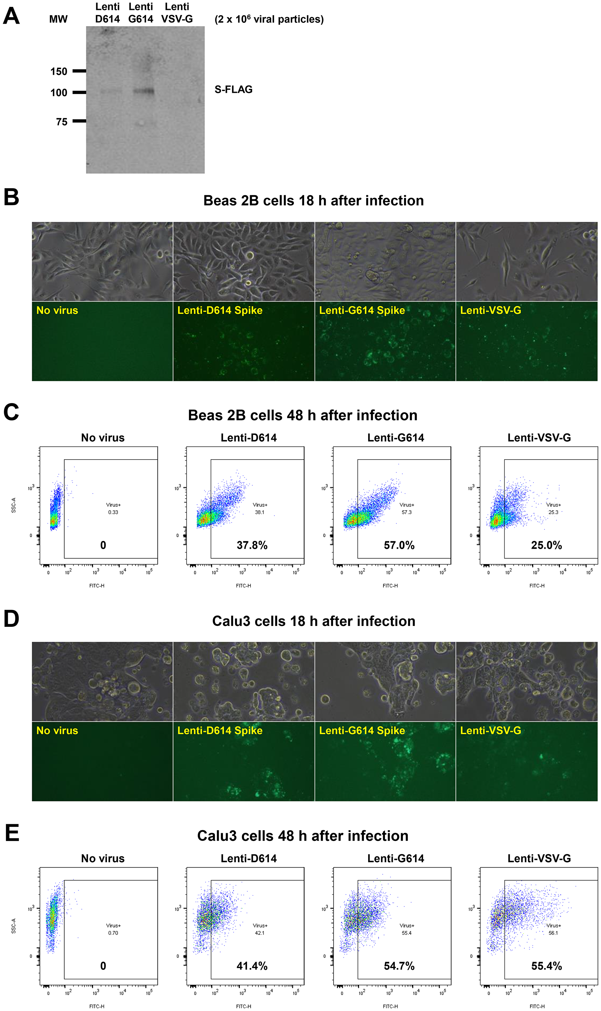 Establishment of a SARS-CoV-2 pseudovirus that expresses SPIKE protein variants on the envelope of a lentiviral core, infection of human airway epithelial cells or lung cancer cells, and demonstration of MEKi attenuation of infectivity on primary human cells.